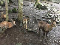 Besuch im Wildgehege Aran Park