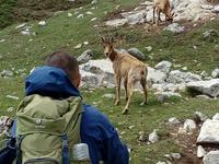 Gämse bei der Wanderung von Fuente De bis Espinama in Picos de Europa