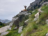 Wanderung an der Ruta del Cares im Nationalpark Picos de Europa (12)