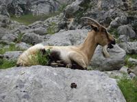 Wanderung an der Ruta del Cares im Nationalpark Picos de Europa (14)