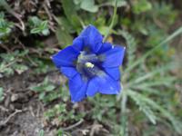 Wanderung im Nationalpark Picos de Europa von Fuente De bis Espinama bei Potes in Kantabrien (23)