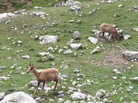 Gämse bei der Wanderung im Nationalpark Picos de Europa (1)