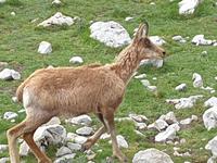 Gämse bei der Wanderung im Nationalpark Picos de Europa (2)