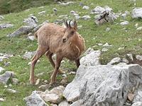 Gämse bei der Wanderung im Nationalpark Picos de Europa (3)