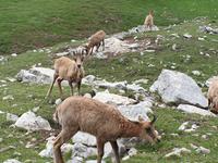 Gämse bei der Wanderung im Nationalpark Picos de Europa (4)