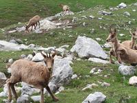 Gämse bei der Wanderung im Nationalpark Picos de Europa (5)
