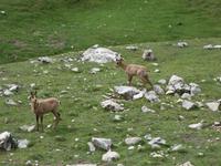 Gämse bei der Wanderung im Nationalpark Picos de Europa (6)