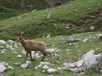 Gämse bei der Wanderung im Nationalpark Picos de Europa (7)
