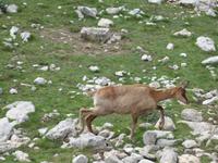 Gämse bei der Wanderung im Nationalpark Picos de Europa (8)