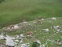 Gämse bei der Wanderung im Nationalpark Picos de Europa (9)