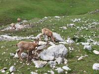 Gämse bei der Wanderung im Nationalpark Picos de Europa (10)
