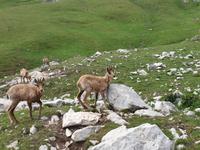 Gämse bei der Wanderung im Nationalpark Picos de Europa (11)