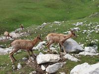 Gämse bei der Wanderung im Nationalpark Picos de Europa (12)