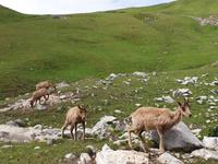 Gämse bei der Wanderung im Nationalpark Picos de Europa (13)