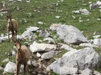 Gämse bei der Wanderung im Nationalpark Picos de Europa (14)