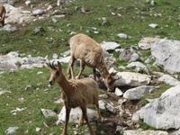 Gämse bei der Wanderung im Nationalpark Picos de Europa (15)