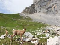 Gämse bei der Wanderung im Nationalpark Picos de Europa (16)
