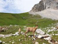Gämse bei der Wanderung im Nationalpark Picos de Europa (17)