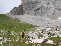 Gämse bei der Wanderung im Nationalpark Picos de Europa (18)
