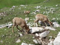 Gämse bei der Wanderung im Nationalpark Picos de Europa (19)