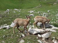 Gämse bei der Wanderung im Nationalpark Picos de Europa (20)