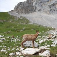 Gämse bei der Wanderung im Nationalpark Picos de Europa (21)