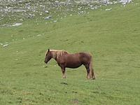 Wanderung im Nationalpark Picos de Europa von Fuente De bis Espinama in Kantabrien (8)
