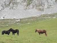 Wanderung im Nationalpark Picos de Europa von Fuente De bis Espinama in Kantabrien (9)
