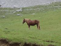 Wanderung im Nationalpark Picos de Europa von Fuente De bis Espinama in Kantabrien (11)