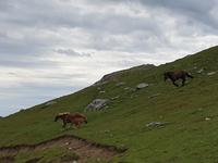Wanderung im Nationalpark Picos de Europa von Fuente De bis Espinama in Kantabrien (13)