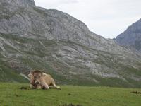 Wanderung im Nationalpark Picos de Europa von Fuente De bis Espinama in Kantabrien (21)
