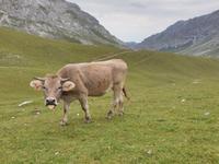 Wanderung im Nationalpark Picos de Europa von Fuente De bis Espinama in Kantabrien (27)