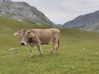 Wanderung im Nationalpark Picos de Europa von Fuente De bis Espinama in Kantabrien (28)