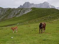 Wanderung im Nationalpark Picos de Europa von Fuente De bis Espinama in Kantabrien (36)