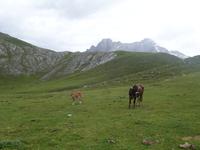 Wanderung im Nationalpark Picos de Europa von Fuente De bis Espinama in Kantabrien (37)