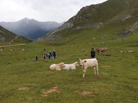 Wanderung im Nationalpark Picos de Europa von Fuente De bis Espinama in Kantabrien (38)
