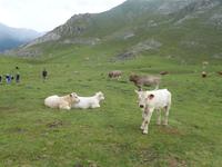 Wanderung im Nationalpark Picos de Europa von Fuente De bis Espinama in Kantabrien (39)