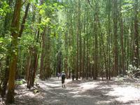 Wanderung auf dem Jakobsweg von Salceda nach Lavacolla (32)