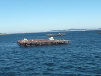 Muschelflöße in der Bucht von Arousa