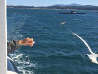 auch den Möven schmecken die Muscheln