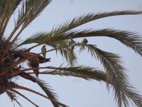 Blick vom Park Guell