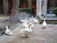 Gaense der Kathedrale