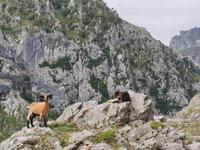Wanderung auf der Ruta del Cares oder Cares Schlucht im Nationalpark Picos de Europa (45)