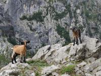 Wanderung auf der Ruta del Cares oder Cares Schlucht im Nationalpark Picos de Europa (47)