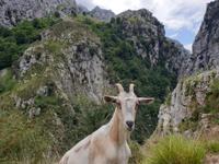 Wanderung auf der Ruta del Cares oder Cares Schlucht im Nationalpark Picos de Europa (59)
