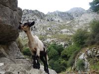 Wanderung auf der Ruta del Cares oder Cares Schlucht im Nationalpark Picos de Europa (61)