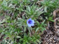 Wanderung auf der Ruta del Cares oder Cares Schlucht im Nationalpark Picos de Europa (11)