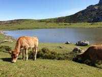 Wanderung bei den Covadonga-Seen in Picos de Europa (25)