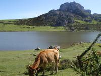 Wanderung bei den Covadonga-Seen in Picos de Europa (26)