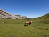 Wanderung bei den Covadonga-Seen in Picos de Europa (36)